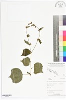 登錄號:BS05575藏品圖，第1張