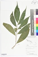 登錄號:BS05576藏品圖，第1張
