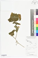 登錄號:BS05577藏品圖，第1張