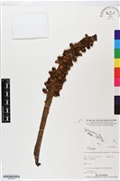 登錄號:BS05579藏品圖，第1張