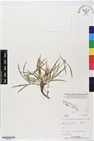 登錄號:BS05580藏品圖，第1張