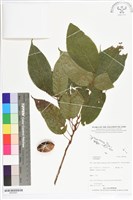 登錄號:BS05581藏品圖，第1張