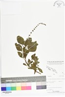 登錄號:BS05582藏品圖，第1張