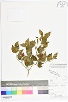 登錄號:BS05583藏品圖，第1張