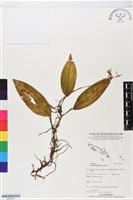 登錄號:BS05585藏品圖，第1張