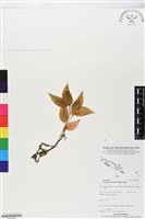 綠花斑葉蘭、鳥喙斑葉蘭藏品圖，第1張