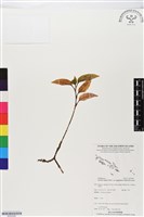 登錄號:BS05589藏品圖，第1張