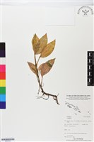 館號:BS05590藏品圖，第1張