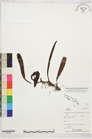 登錄號:BS05591藏品圖，第1張