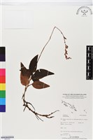 登錄號:BS05592藏品圖，第1張