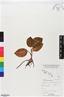 登錄號:BS05593藏品圖，第1張