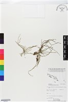 登錄號:BS05594藏品圖，第1張