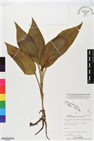 登錄號:BS05595藏品圖，第1張