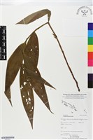 登錄號:BS05596藏品圖，第1張