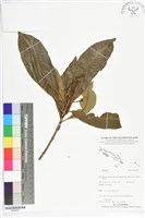 登錄號:BS05597藏品圖，第1張