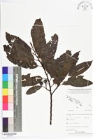 登錄號:BS05598藏品圖，第1張