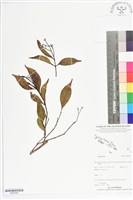 登錄號:BS05599藏品圖，第1張