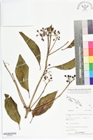 登錄號:BS05602藏品圖，第1張