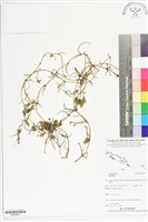 登錄號:BS05603藏品圖，第1張