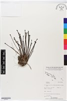 登錄號:BS05604藏品圖，第1張
