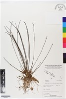 登錄號:BS05605藏品圖，第1張