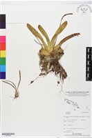 登錄號:BS05606藏品圖，第1張