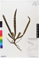 登錄號:BS05607藏品圖，第1張