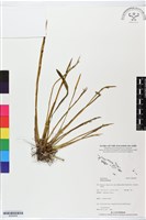 登錄號:BS05608藏品圖，第1張