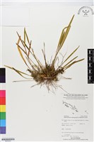 登錄號:BS05609藏品圖，第1張