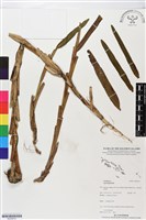 登錄號:BS05610藏品圖，第1張