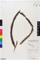 登錄號:BS05611藏品圖，第1張
