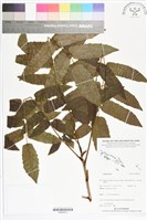 登錄號:BS05612藏品圖，第1張