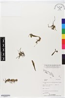 登錄號:BS05613藏品圖，第1張