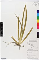 登錄號:BS05614藏品圖，第1張