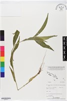 登錄號:BS05615藏品圖，第1張