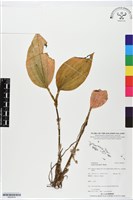 登錄號:BS05616藏品圖，第1張