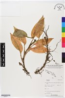 登錄號:BS05617藏品圖，第1張
