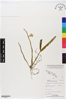 登錄號:BS05618藏品圖，第1張