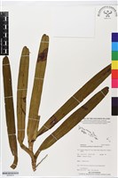 登錄號:BS05619藏品圖，第1張