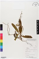 登錄號:BS05620藏品圖，第1張