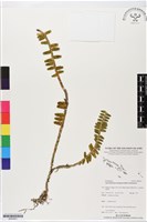 登錄號:BS05621藏品圖，第1張