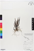登錄號:BS05622藏品圖，第1張