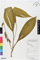 登錄號:BS05623藏品圖，第1張