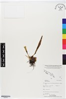 登錄號:BS05624藏品圖，第1張