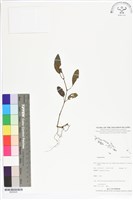 登錄號:BS05625藏品圖，第1張
