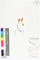 登錄號:BS05626藏品圖，第1張