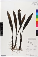 登錄號:BS05629藏品圖，第1張