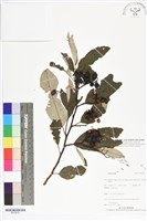 登錄號:BS05630藏品圖，第1張
