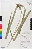登錄號:BS05631藏品圖，第1張