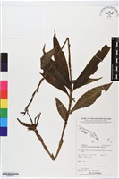 登錄號:BS05632藏品圖，第1張